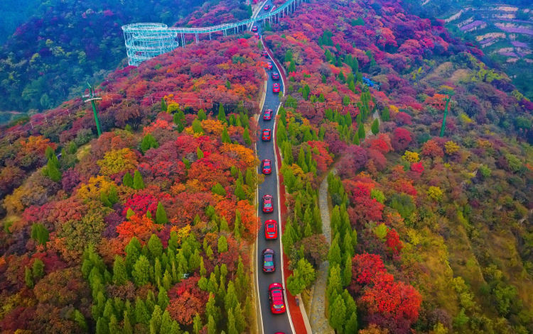 红叶节|自驾红叶林 尽享妖娆范 红叶柿岩旅游区第二届红叶节自驾季活动圆满成功