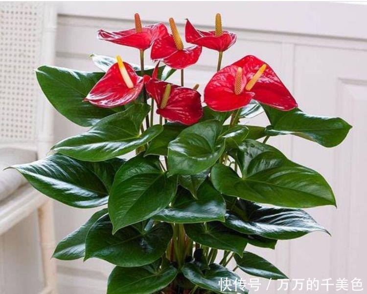 4种花很耐养，沾土就能活，谁见了都喜欢，花朵漂亮，花开旺！