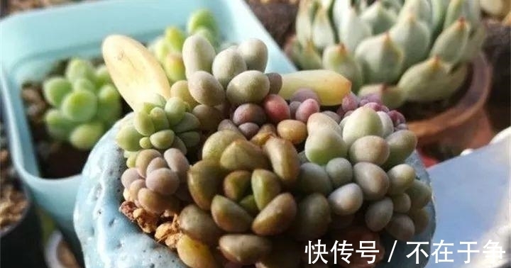 白美人|“拇指大”的花盆，被她塞了几十棵多肉，养一年都不是事！