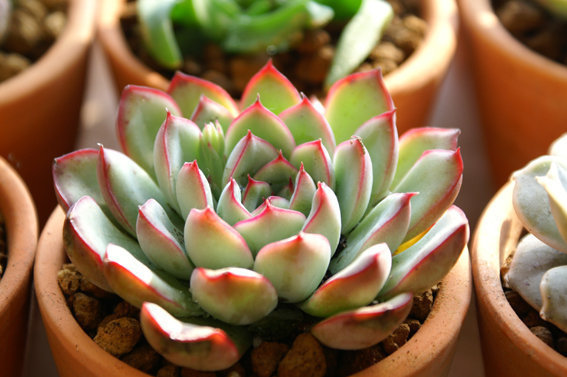 这六种多肉适合夏天养，便宜又好养，夏天也难养死，并且观赏性强