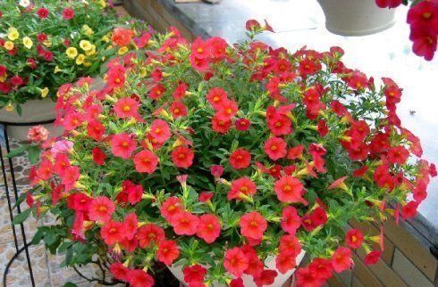 蚯蚓|出门捡点养花肥,不花一分钱,比花肥还厉害,养啥都叶绿花艳!