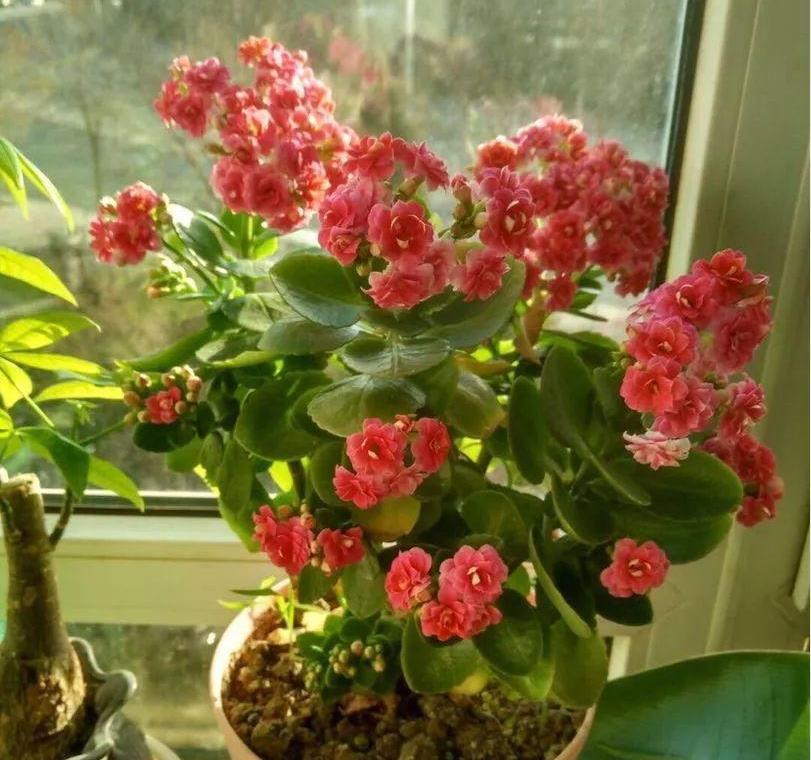 夏天|夏天养长寿花,做4个“要点”,才能安全度夏,天一凉快就开花