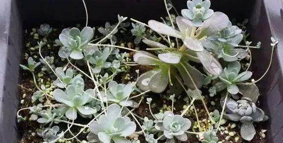 几种“蠢萌”的多肉盆栽，便宜又好养，重点是比贵货还要漂亮