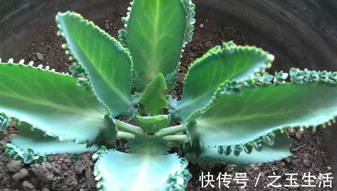 生命力顽强的多肉，新手可以试试，不用担心养不好