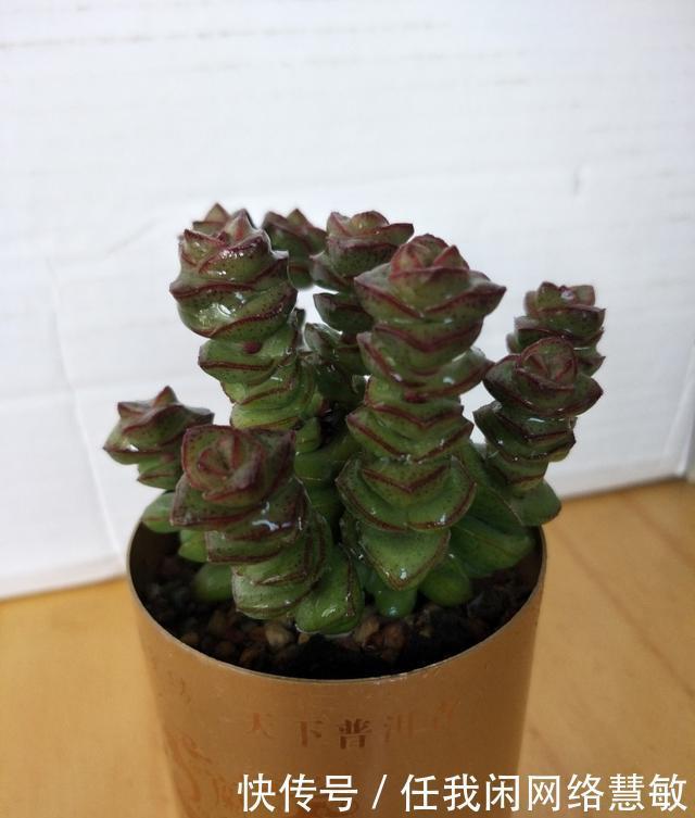 养了三年，多肉终于给点颜色瞧瞧了