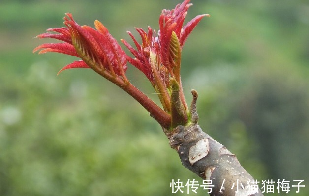 益母草|66种野菜大图片,带你见识不同的野菜和吃法,你想要的野菜这里有