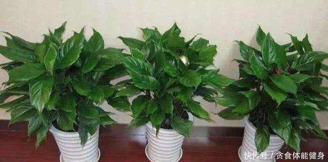 7种“耐阴花”,家中光照不足,照样生长茁壮,枝叶茂盛,长爆盆!