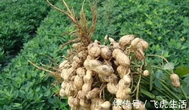 好处|晚上睡觉前坚持吃点花生，半个月下来，你会发现几个大好处