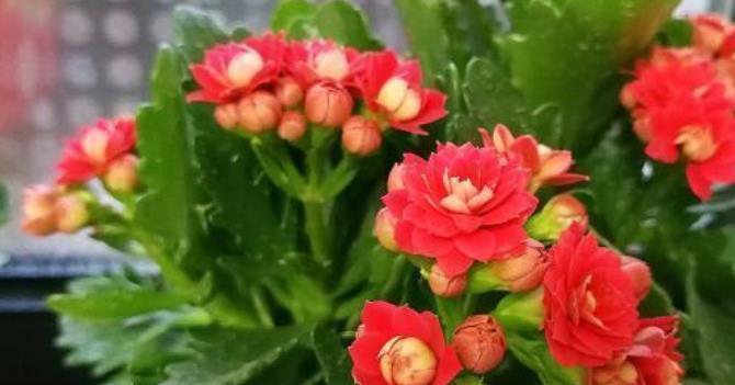 丽格海棠丽格海棠|4种花耐热耐晒更耐旱,养上一盆四季欣赏,好养活还不贵