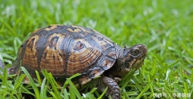 纪晓岚&上联“鼠无大小皆称老”,7个字难倒众人,纪晓岚的下联堪称妙对