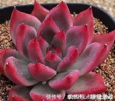 5种多肉名字太洋气,听起来就像大明星,养在家里“倍儿有面”!