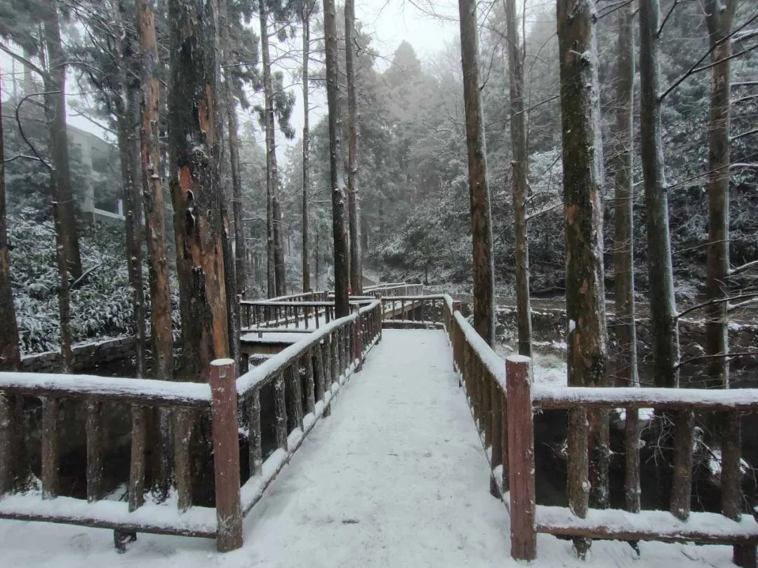 雪景|太美了！台州最新雪景！括苍山跌至-10℃，再现云海奇观（多图多视频）