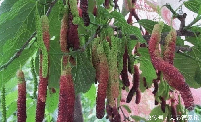 桂圆干|陈皮加一宝，堪比人参好！健脾养胃、补肾强筋、护血管