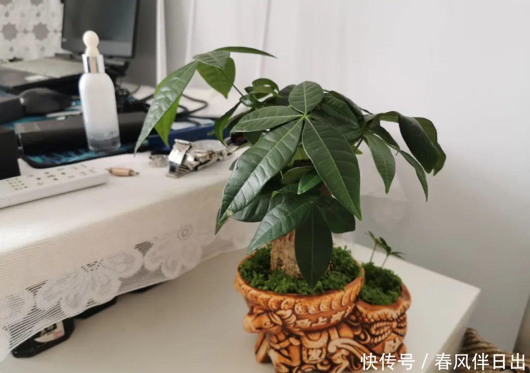 超级耐旱花，整个冬天不浇水，还能胖一圈！