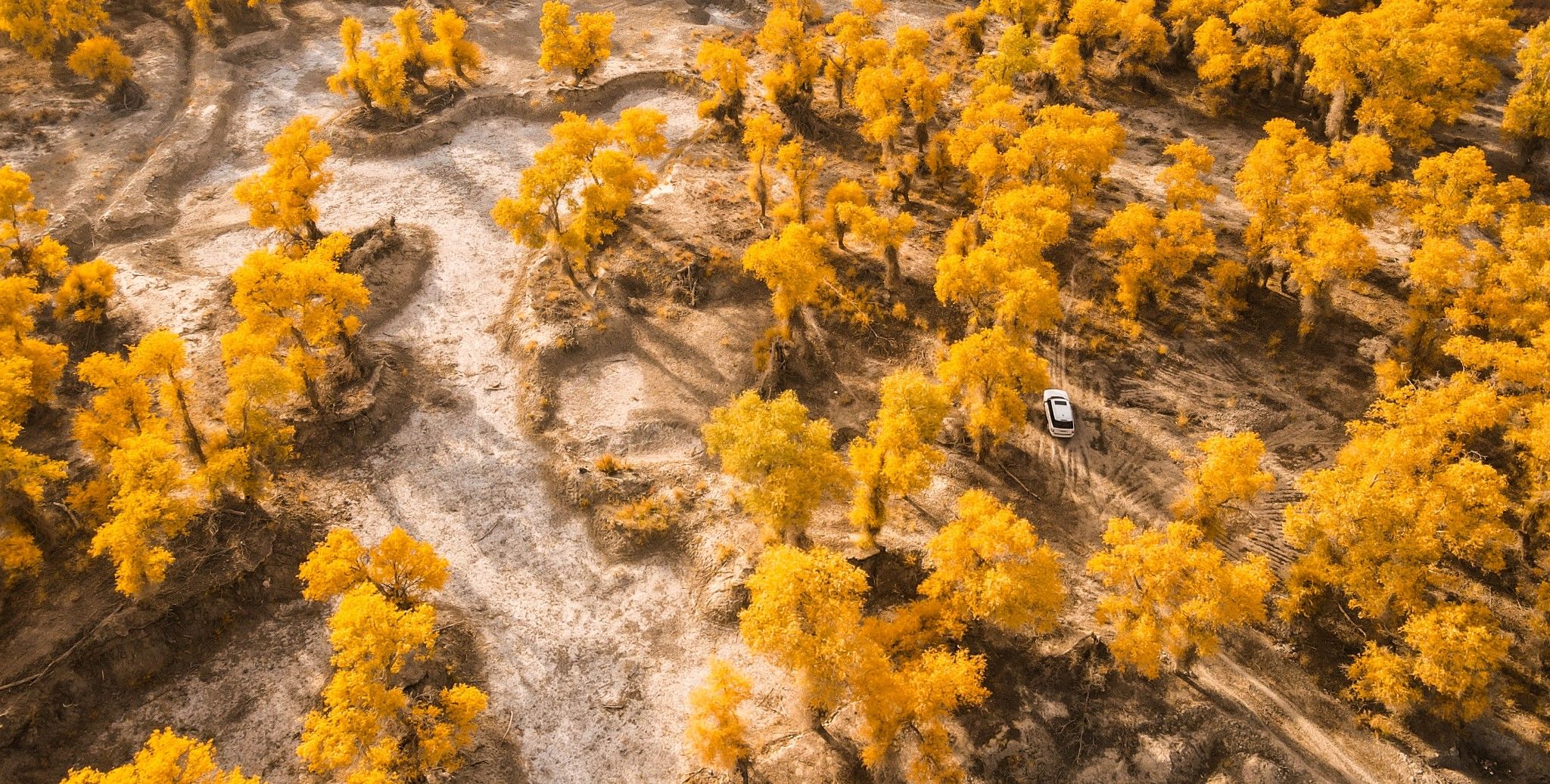 棉花|穿越塔克拉玛干沙漠，遇见大漠里的金秋 — 自驾南疆10日行摄