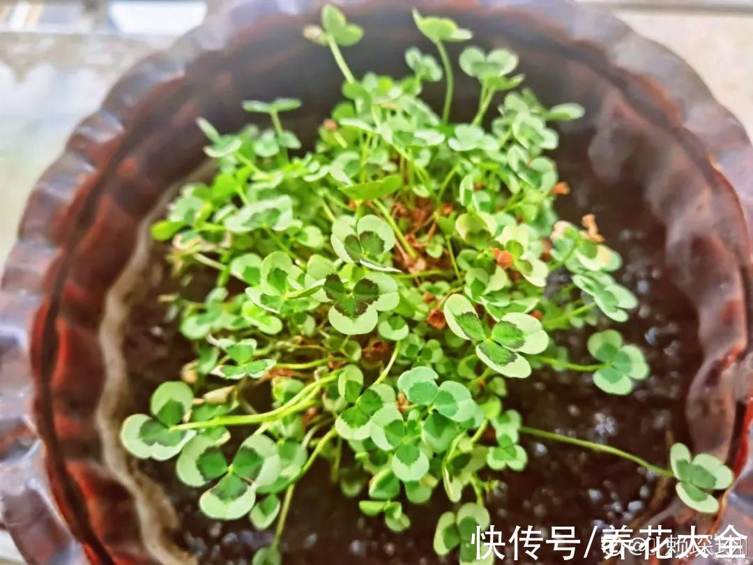 1种绿植叫“幸运草”,晒足太阳就爆盆,叶片像幅水彩画