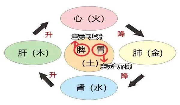 寒则热之热则寒,中和用药解胃炎|大白话说中医第一百五十四期| 寒症
