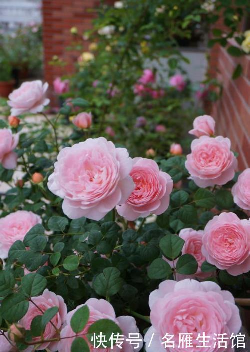 修剪|养4种花可不能懒,勤修剪分枝多,开花一茬接一茬!