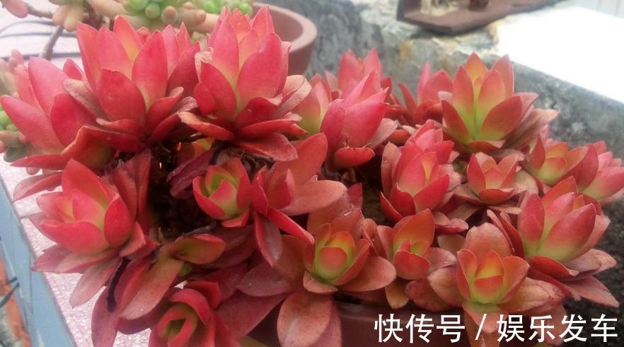叶片|多肉火祭叶子不是火红色，有点徒长？把控住4点，问题迎刃而解