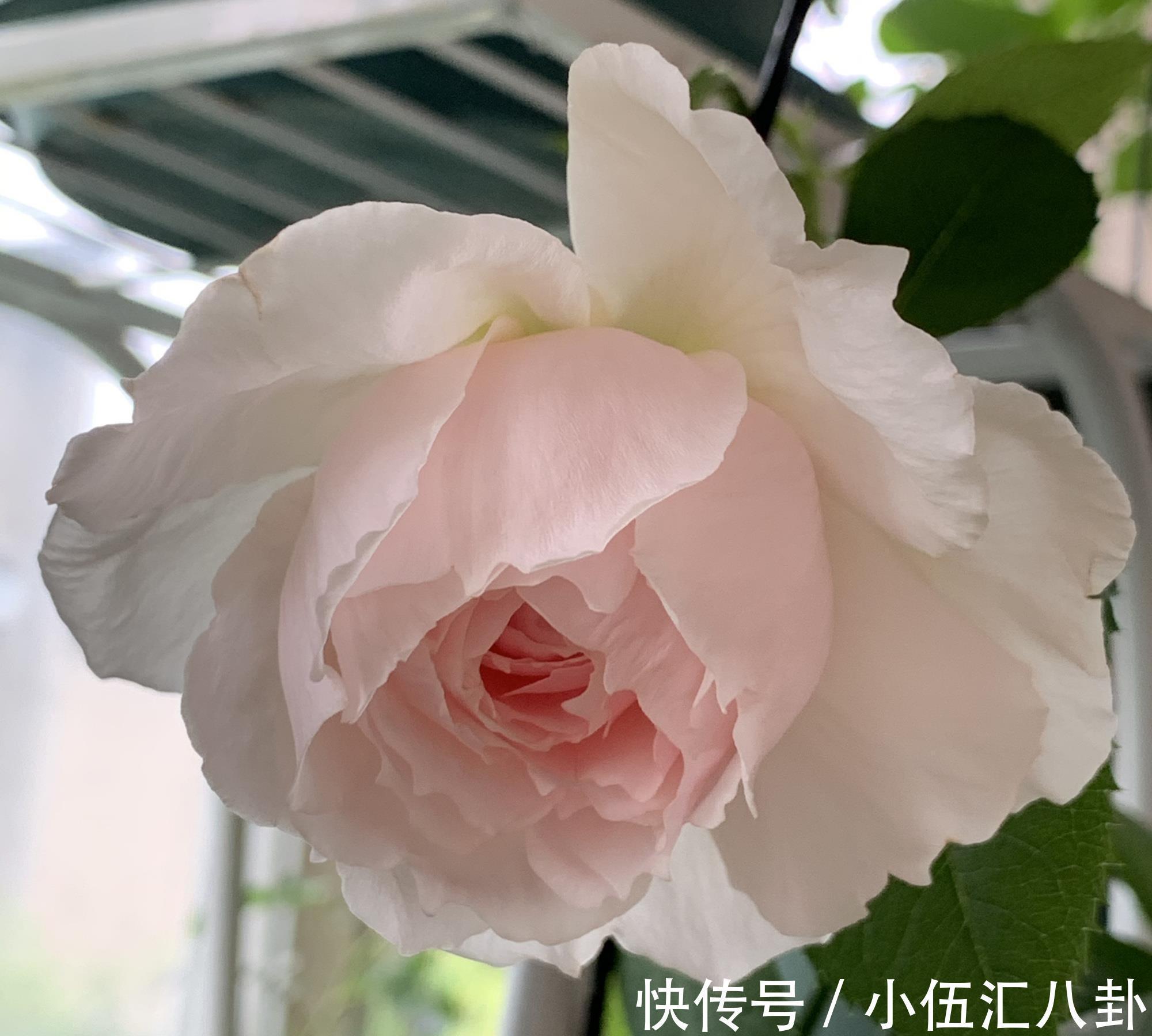 仙女|月季花界的“仙女”，又美又仙，浓香四溢，阳台也能养