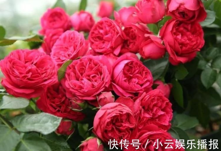 二乔牡丹|养花就养4种花，家里养一盆，开花漂亮花期长，谁养谁爱