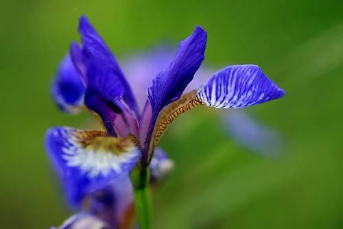 “马兰花马兰花，风吹雨打都不怕”，童谣马兰花究竟是什么花？