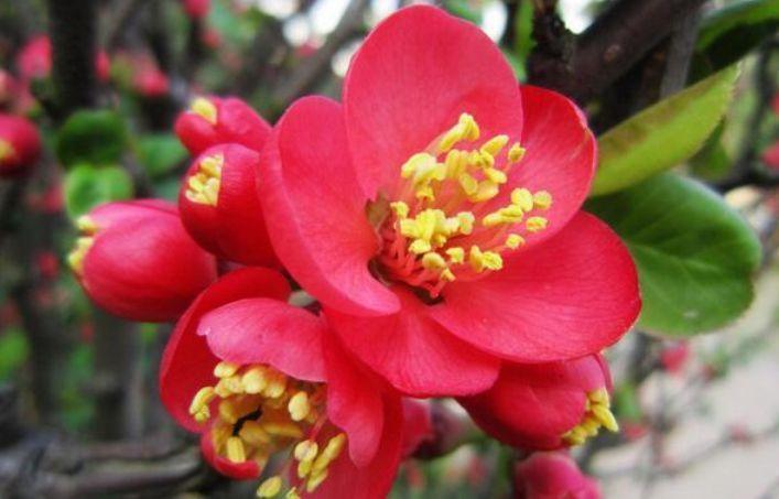 百合花|自带“贵气”的几种花,花大色艳,花香易打理,养在客厅美极了