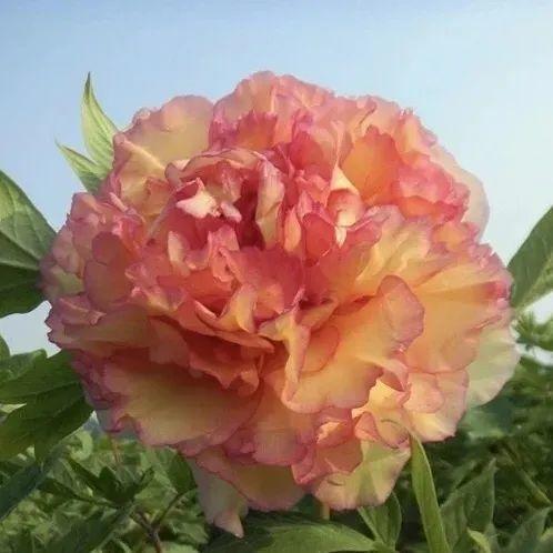 品种|这花只能秋天养,埋土里就活,晚了再等一整年!