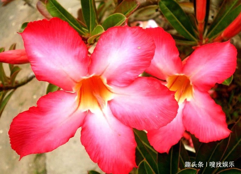 此花花姿优美,艳丽如火的花色极其耀眼夺目,寓意为爱你至死不渝