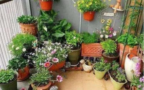 阳台太小又想养花怎么办老花农教你几招,阳台立马变花园