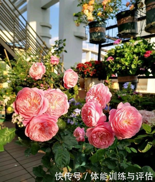 他痴迷养花,露台养了100多盆花,盆盆美爆,惊艳全小区!