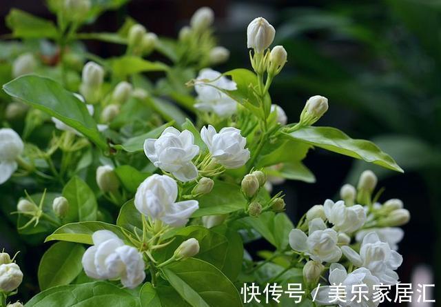 这花夏天越晒长得越旺，一盆整屋飘香