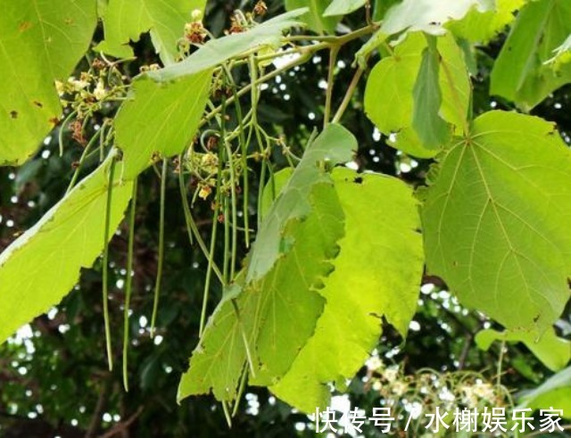 野菜|人称“树王”的面条树,果实像豇豆,叶子是上等野菜,治牙疼赞