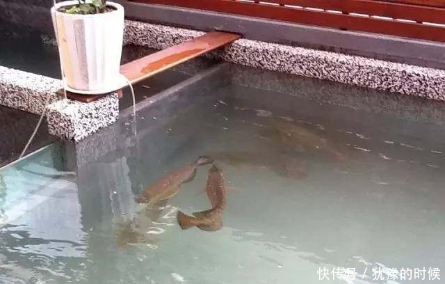 鱼缸和池还可以这样结合?只能说很有想法,有钱我也搞一个!