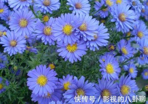 农历十一月大雪过后,养什么花?家里养3种花,幸福相随不离不弃