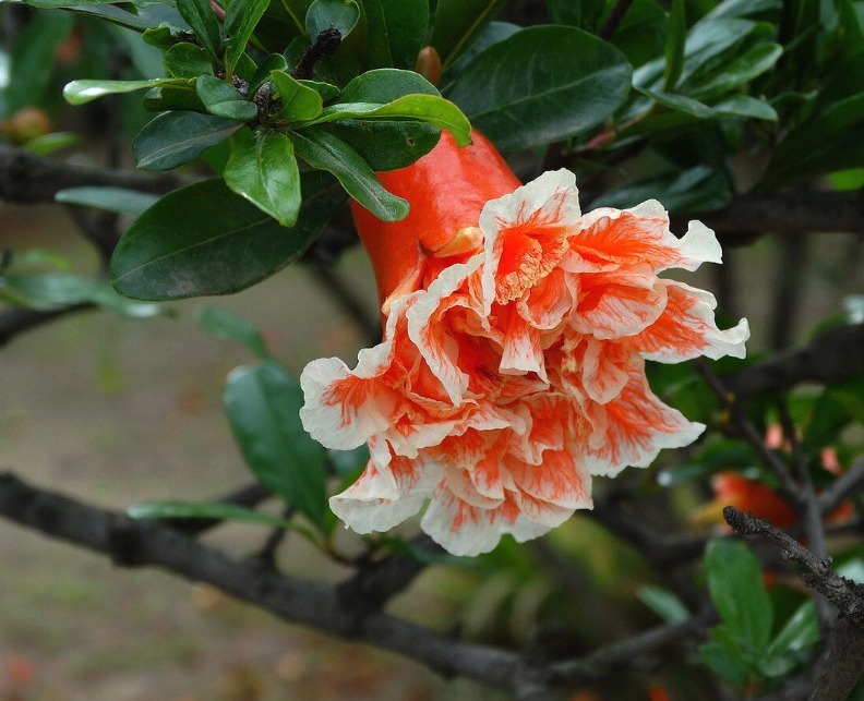 此花是寓意着子孙满堂，在我国被视为吉祥之物，是富贵的代表