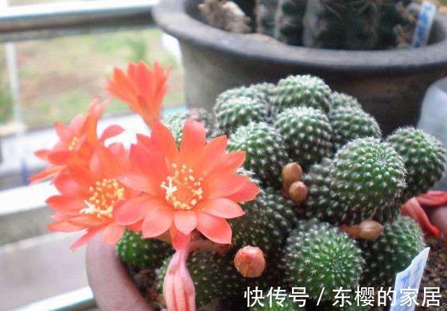 长春花|养花试试这几款,易开,易爆,株型美观,色彩艳丽