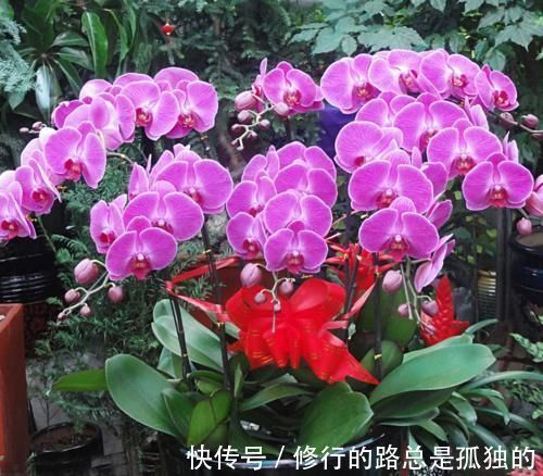 蝴蝶兰的养护方法，花大色艳，开出的花朵超漂亮