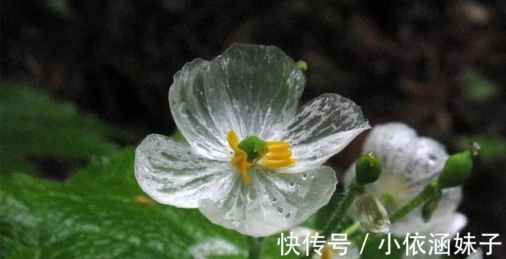 长相|盘点10种长相怪异的植物，你都见过几种？