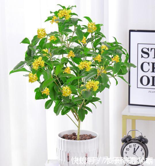 健壮|8种花不用买,去朋友家掐个叶片插土里,7天就生根,太容易成活了