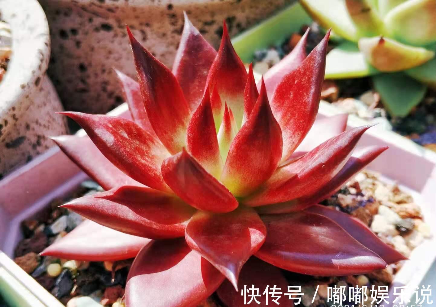 罗密欧|叶片四季皆红的多肉罗宾,不管你说它好不好养,反正我是觉得好养