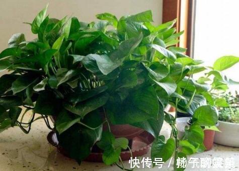 李大妈养绿萝,做好“1件事”,叶子油绿还疯长,1盆变成100盆