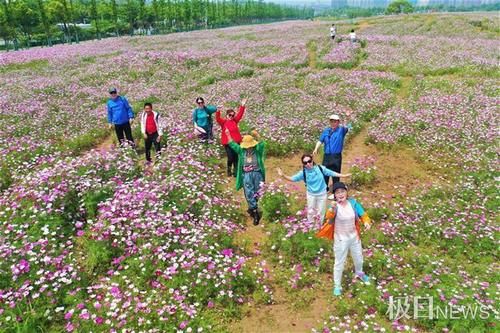 快来打卡！光谷现200亩“水彩”花海