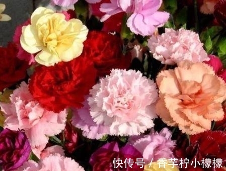 养花就养这几款,全年开花不停,比牡丹美,比绿萝好养!