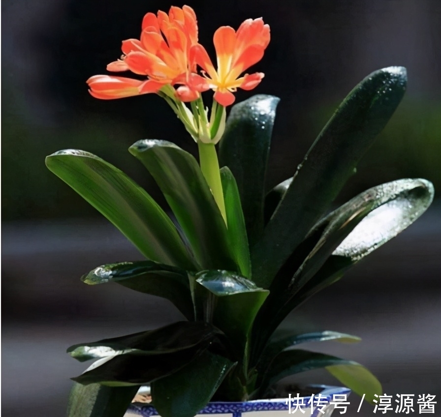 君子兰养烂根了?稳住别慌,这3种药片来相助,2周便能长新根