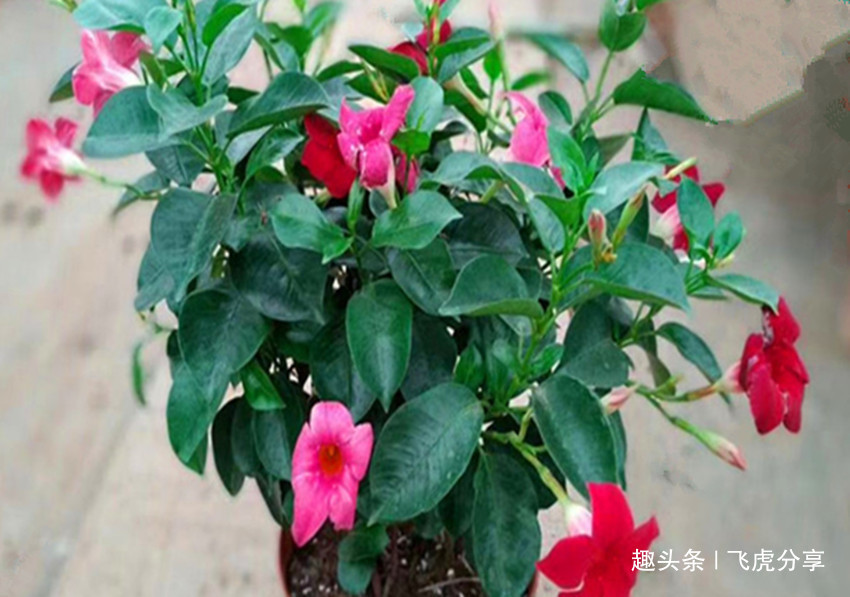 什么蚯蚓粪、万能肥它才是养花的好东西，科学养殖才是正道