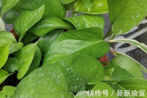 古人都说:“一颗绿萝七个鬼”,家中为什么忌讳养绿萝?