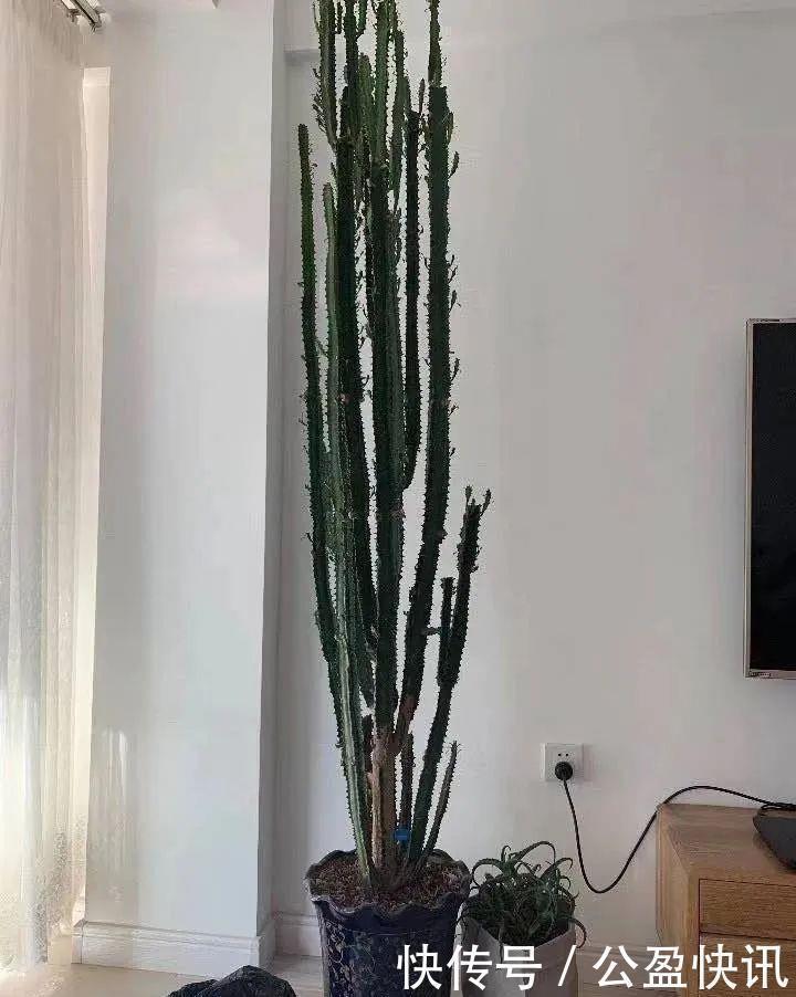 玉树|懒人养花首选这三种，省心省力又好养，霸气镇宅添福气，人人都喜