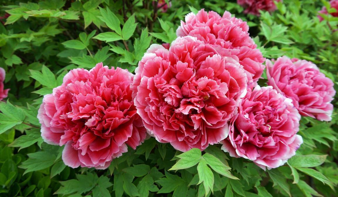 现在养3种花,千万别乱剪,越剪越糟糕