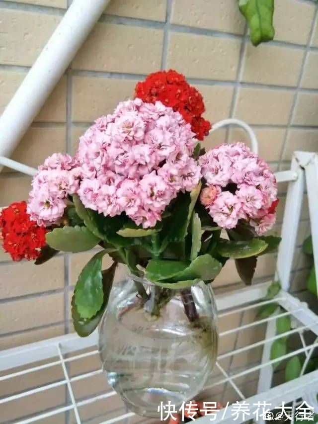 半死不活的花，扔水里，突然长疯了